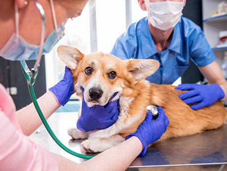 Veterinary Hazardous Drugs