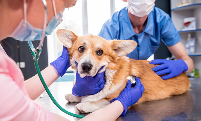 Hazardous Drugs Veterinary